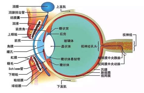 縴長眼是什麼|眼睛構造全分析介紹 